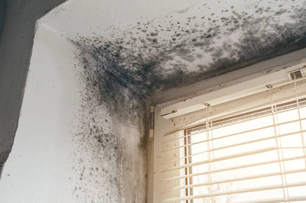 Affordable Mold Removal solutions in Cranbury, NJ